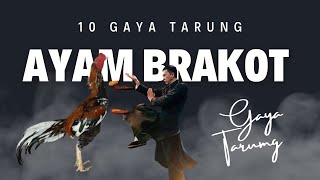 Download lagu 10 Gaya Bertarung Ayam Brakot yang Paling Mematikan mp3