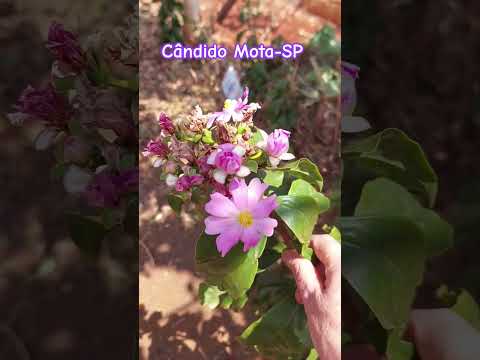 YOUTUBE IA-, Cândido Mota-SP- #ia #youtube #youtubeshorts #adventure #music