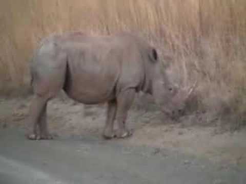 Rhino Release onto the UmPhafa Private Nature Reserve!