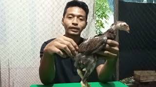 Download lagu How to choose champion chicks‼️ mp3