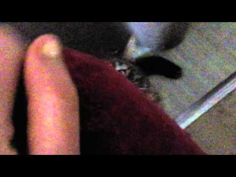 Mon chat qui fait ces griffes sur mon canapé