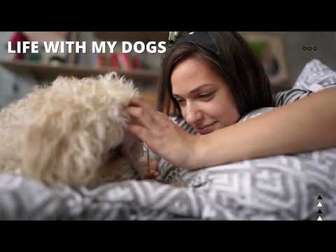 7 Advantages of a Miniature Poodle   Our Top Reasons why we got a Miniature Poodle