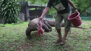 萌え（00:00:20 - 00:01:06） - インドネシアのコモドドラゴンのお食事。