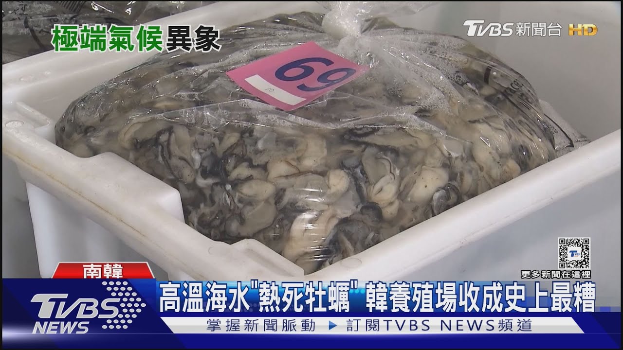 南韓牡蠣被高溫海水熱死!日富士山最晚「初冠雪」