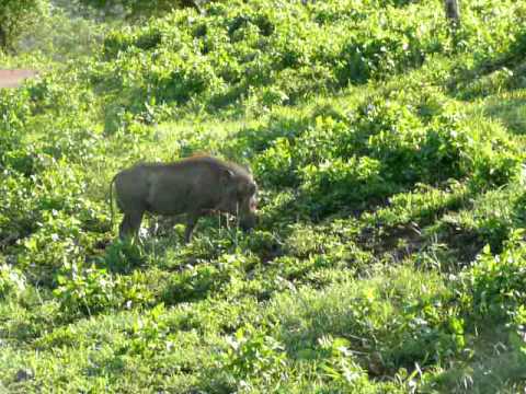 Greedy Warthog Chases Away the Baby