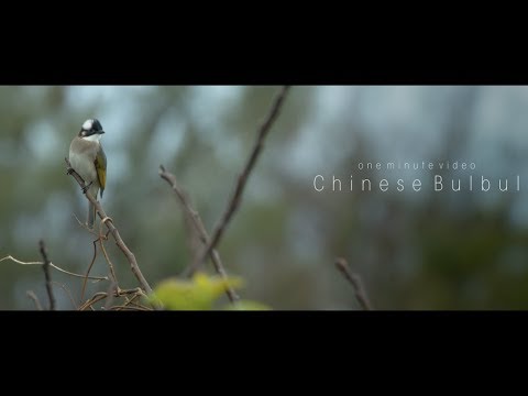 Bulbul čínsky (Pycnonotus sinensis) — starostlivosť, voliéra a kŕmenie