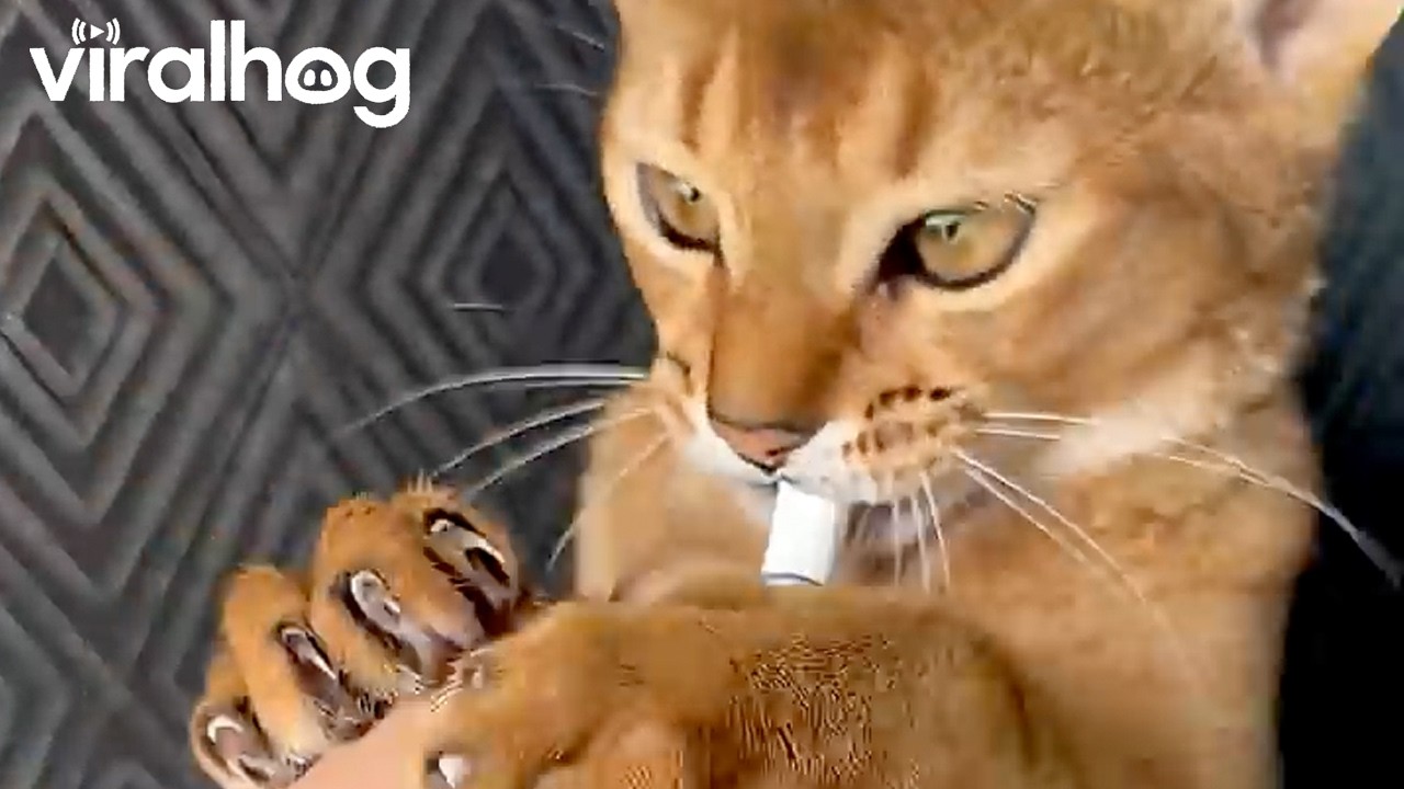 Kitty Had a Long Day and Needs a Cig || ViralHog
