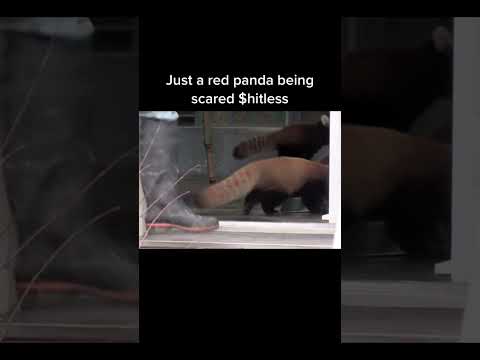 RED PANDA GETS SCARED