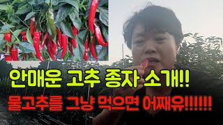 안매운 고추 종자 소개!! 고추 농사 잘 짓는법 두둥두둥!!
