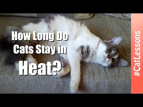 How Long Do Cats Stay in Heat? 💡 Cat Lessons