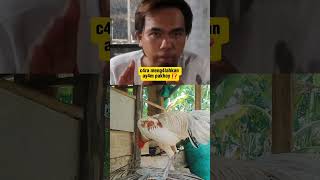 Download lagu Cara mengalahkan ayam PAKHOY #ayam #pertenakan #funny #ayambangkok #breedingunggul #lucu #hewan mp3 Download lagu Cara mengalahkan ayam PAKHOY #ayam #pertenakan #funny #ayambangkok #breedingunggul #lucu #hewan mp3