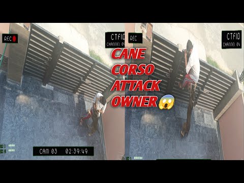 Cane Corso Attack Owner 😱|| Dangerous Dog In The World.
