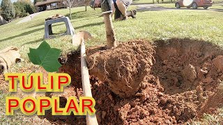 How to plant a burlap and wire basket tulip poplar tree - Liriodendron tulipifera
