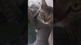 #cat #cute #catvideo #cutecat #funnyvideo #funny