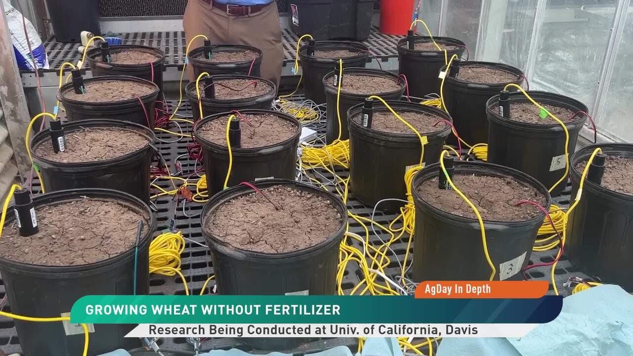AgDay In Depth: Growing Wheat Without Fertilizer
