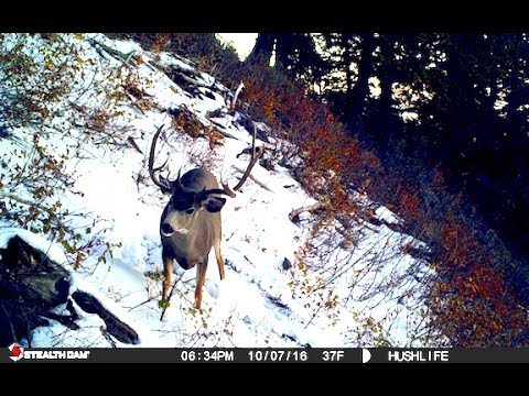 FREAK MULEY BUCK ON OUR TRAIL CAMERA | ARCHERY PREP