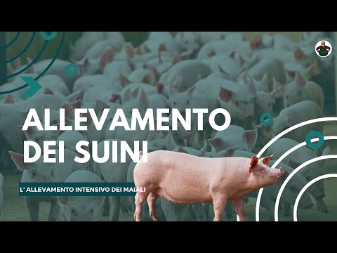 , title : 'Come Funziona Allevamento Intensivo dei Maiali 🐷🐖🐽'