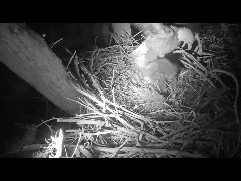 Eagle Nest PTZ: Skyler's talon was caught by the raccoon -- 2026 01 19