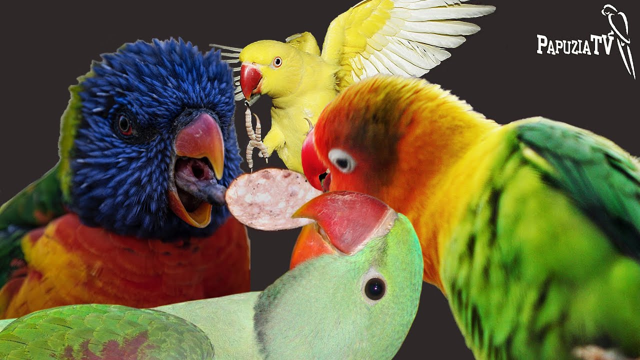 Попугаичьи Кинематографисты и благосостояние попугаев