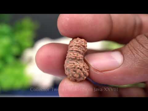 Rudraksha Product Image