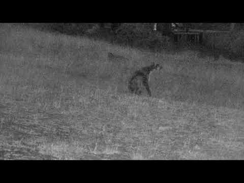 Djuma: Mhangeni sub male lion with the worst mange - 18:27 - 10/09/18