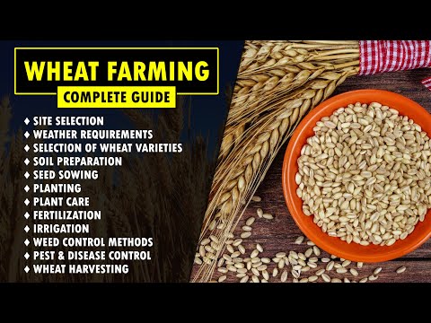 , title : 'Wheat Farming / Wheat Cultivation Guide | How to grow Wheat'