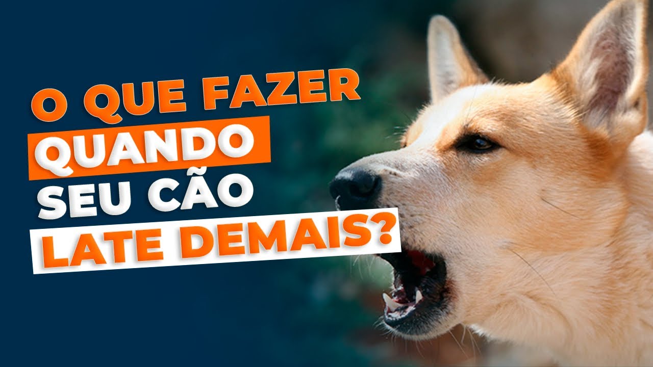 Meu cachorro late demais, o que fazer?