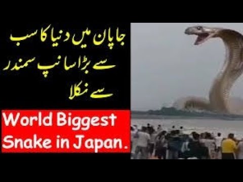 dunya ka sab se bara snake(saanp) world biggest snake