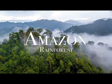 Amazon Wildlife 4K - The World’s Largest Tropical Rainforest With Relaxing Music, Meditation Music