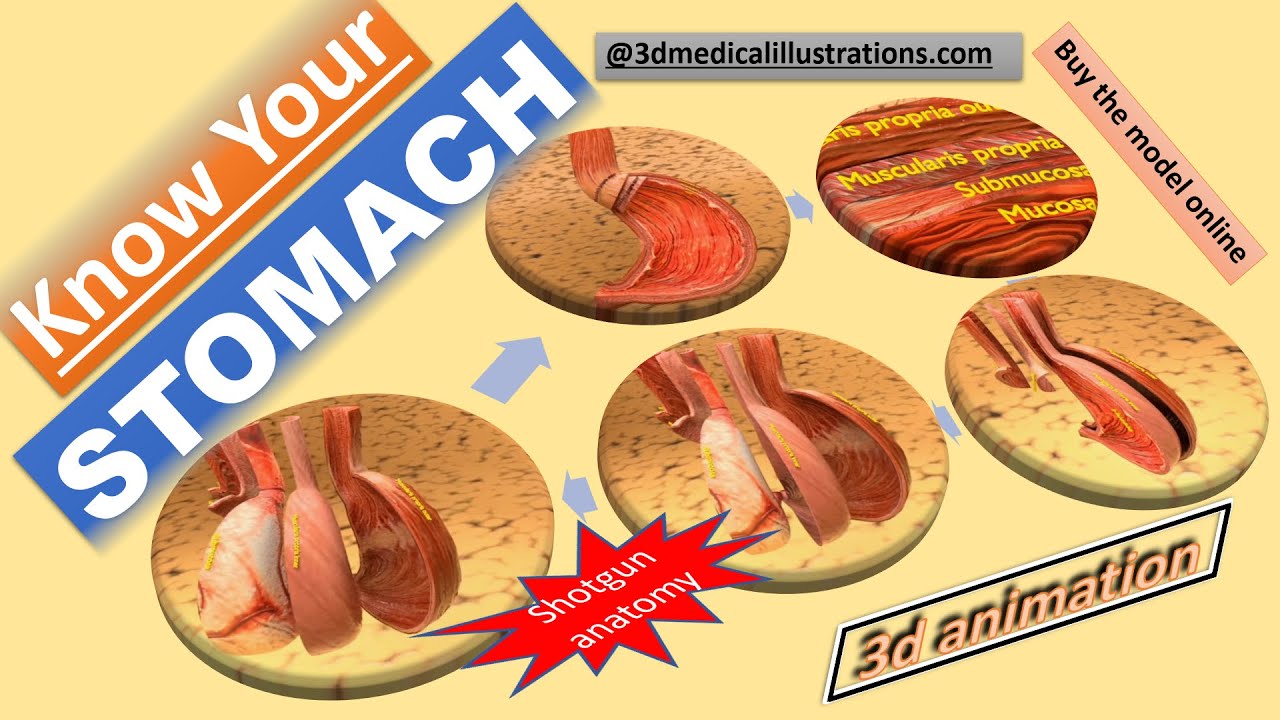 Stomach seperable parts 3D Model