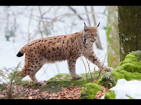 Wild Italy - I grandi predatori Italiani [Documentario]