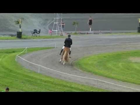 Drammen 2013 - Tígull fra Kleiva T1 - isibless