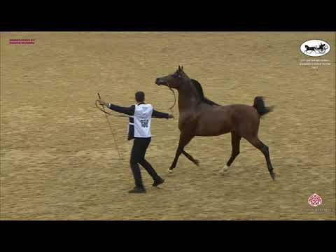 N 388 THAHAB AJMAN   Qatar National Arabian Horse Championship 2021   Stallions 7 10 Years Old Class
