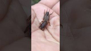 Download lagu This insect is unique, it is really good at digging the ground, ga'ang, mole crickets, ground dogs mp3