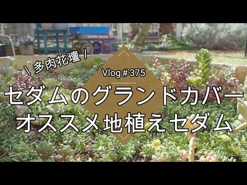 穏やかなマンネングサ 植物