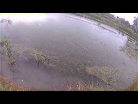 Fly fishing Gacka 2021