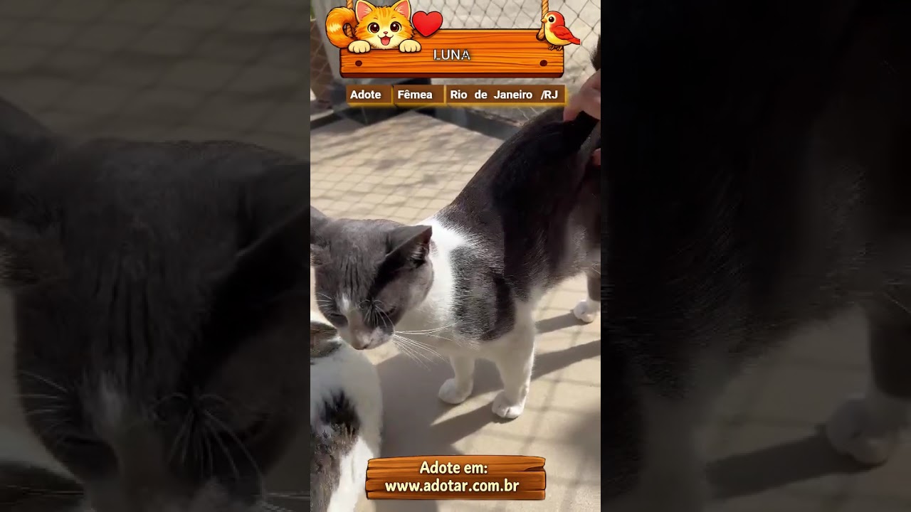 Gato raça SRD-ViraLata idade 2 anos nome LUNA