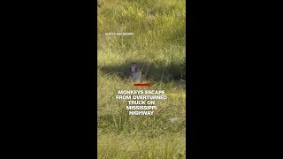 Monkeys escape from overturned truck on a Mississippi highway