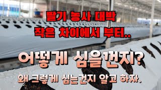 김제딸기농장 1000평 스마트팜 구멍뚤기도 다 방법이 있다. 딸기심는방법소계하고 딸기정식위해