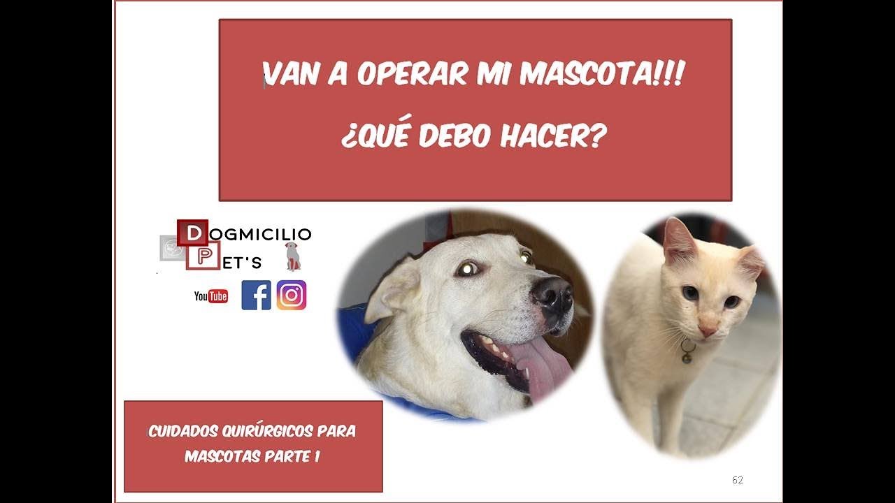 CUIDADOS PREQUIRURGICOS EN MASCOTAS PARTE 1