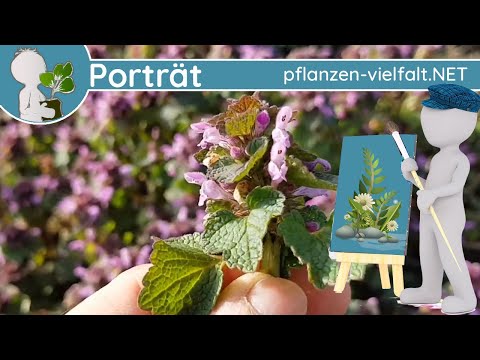 🖼️ Porträt 023 - Purpurrote Taubnessel (Lamium purpureum) - Wildpflanzen-Steckbrief (Essbar)