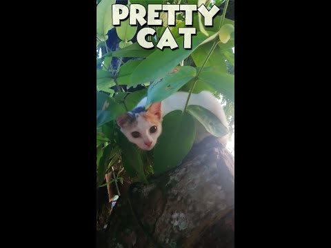 Sweet Cat On Tree