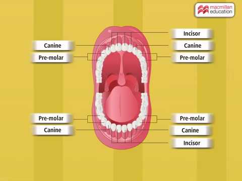 Types of Teeth and Structure of a Tooth