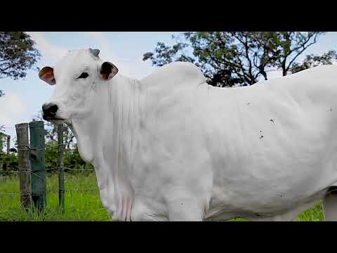 SINO AGROPECUÁRIA - NOVILHA NELORE - JUSSARA SINO - SINO 4066
