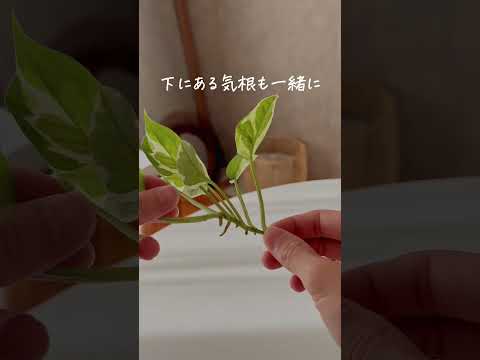 薄暗い部屋を緑化する、光のない観葉植物 4 つ  庭園