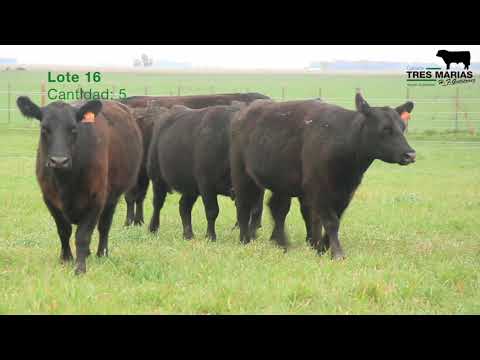 Vacas Puras Controladas 2da Parición. Cabaña Tres Marias. 16º Corral. Gregorio Aberasturi SRL.