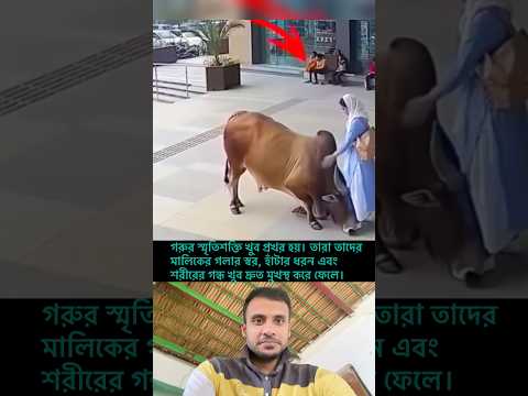 এটাই মালিকের প্রতি পোশা পশুর ভালবাসা,,,