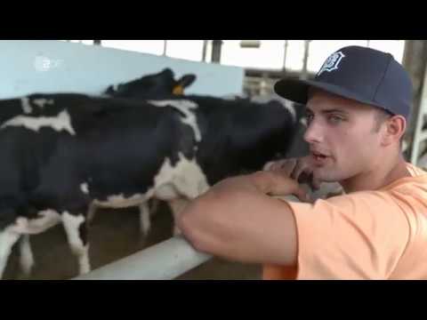 In die Wüste geschickt - Deutsche Kühe für Katar ZDF auslandsjournal