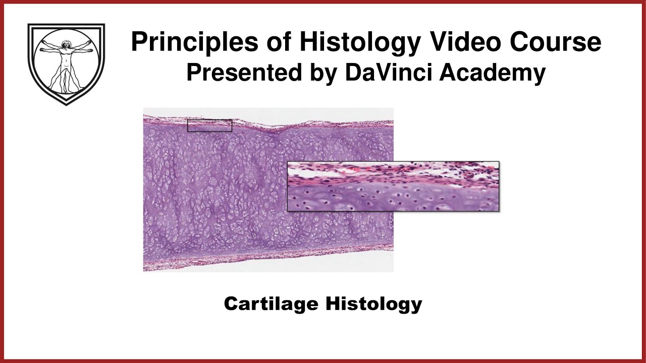 Cartilage Histology