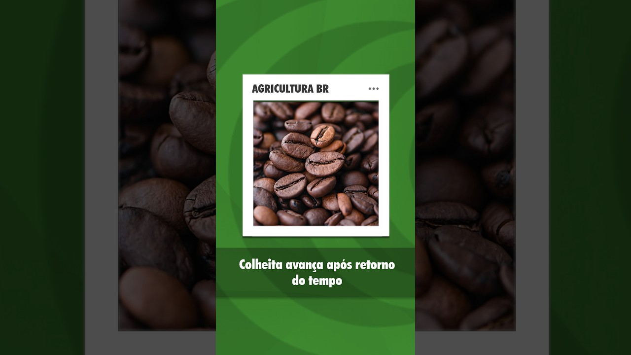 Colheita de café avança no Cerrado Mineiro, mas chuvas reduzem ritmo